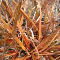 Uncinia rubra